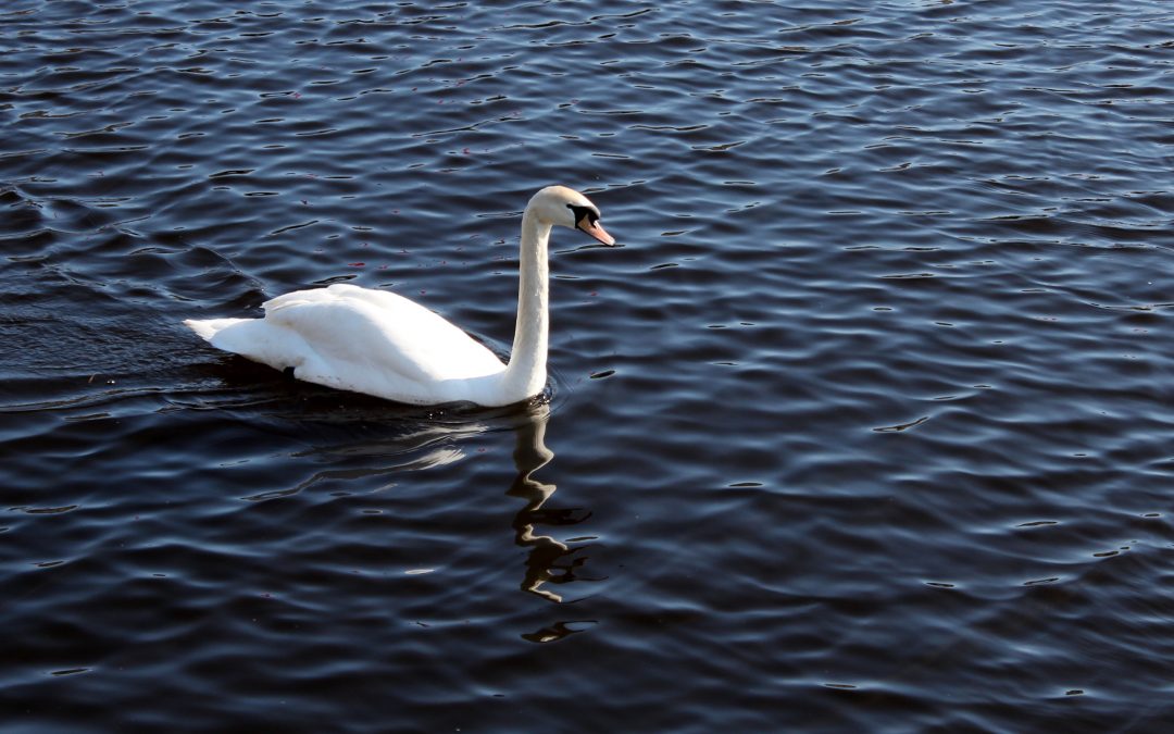 Il Bianco e Dolce Cigno – live concert – YouTube video