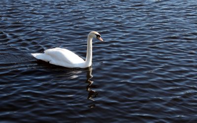 Il Bianco e Dolce Cigno – live concert – YouTube video