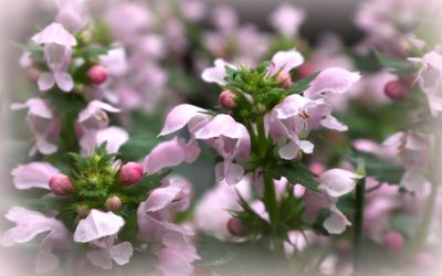 Ach, weh des Leiden – YouTube video – Guest, Gabriel Lewis-O’Connor